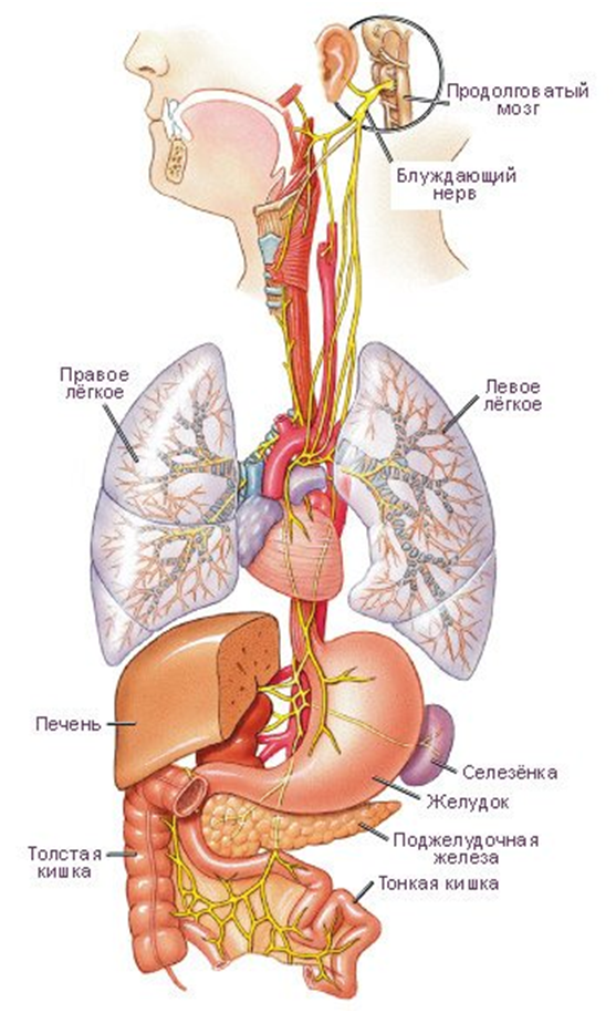 Блуждающий нерв участвует в. Вагус нерв анатомия. Блуждающий нерв Vagus. Блуждающий нерв nervus Vagus. Вагус нерв анатомия схема.