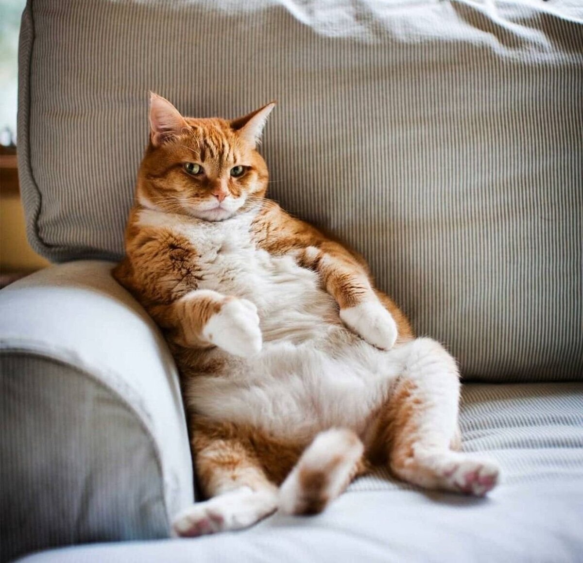 Как будто наелся. Лежачий кот. Диван кошка. Толстый кот на диване.