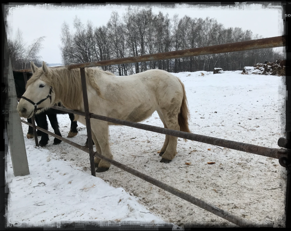 Неправильно названная лошадь. Видите, какая грустная?