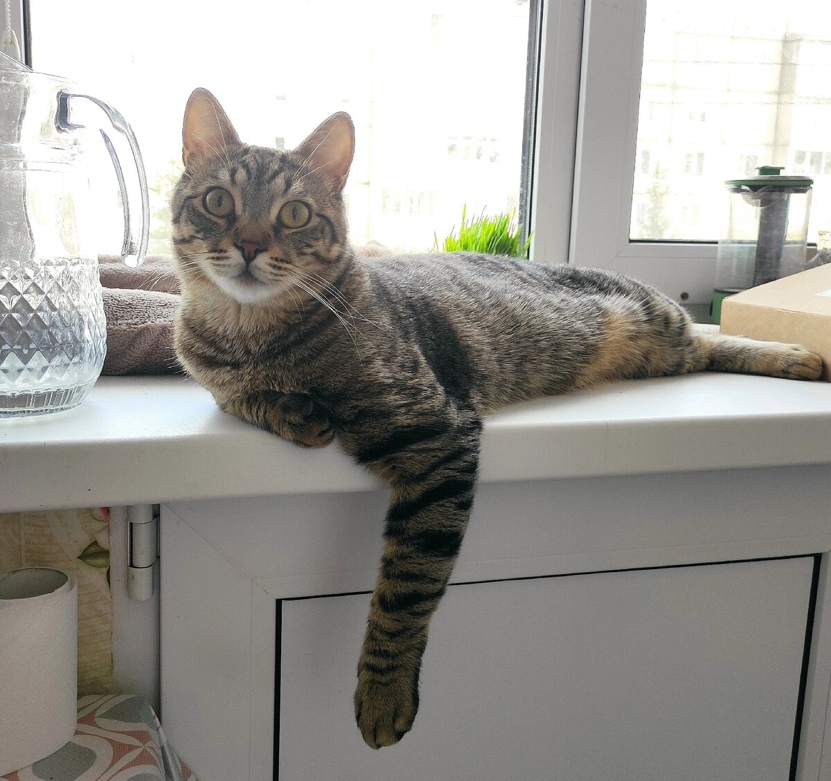 Хищная лапа