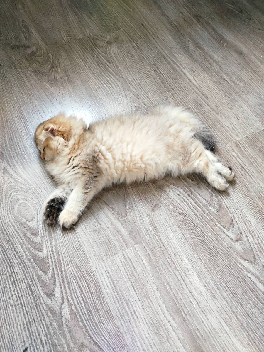 Устал с дороги, сплю 😴 