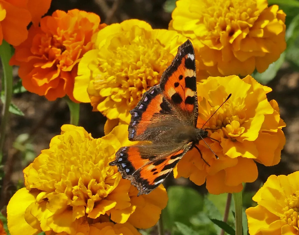 ����, ����������!