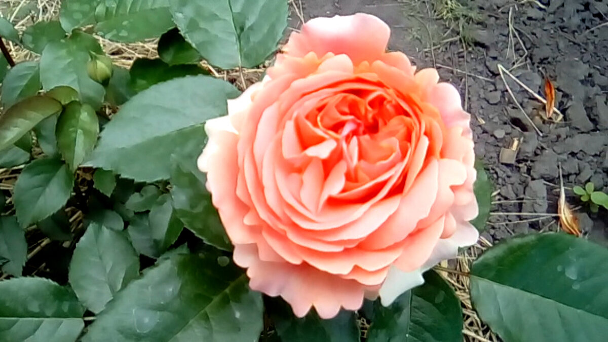 Чиппендейл