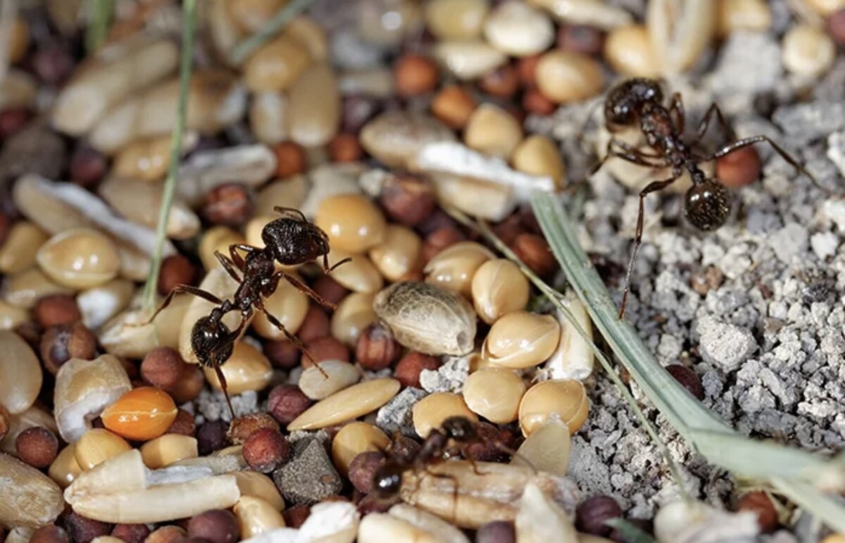Муравей нашел зерно оно было тяжелое. Муравьи жнецы гнездо. Муравей и зерно. Семена питание муравьев. Запасы муравьев.