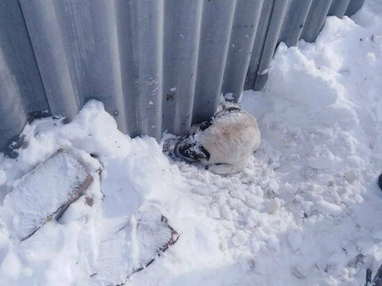     Фото: Служба спасения Саратовской области