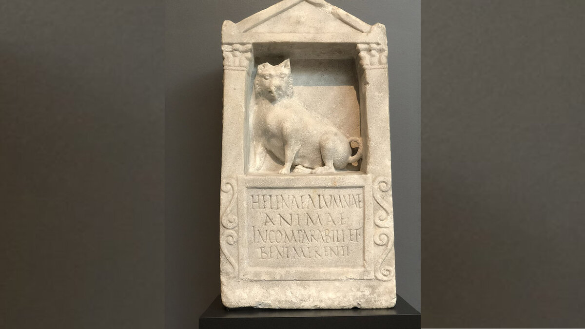 Мраморное надгробие собаки по имени Елена. Рим, 150-200 гг. н.э. Фото AwayAd8626/Reddit