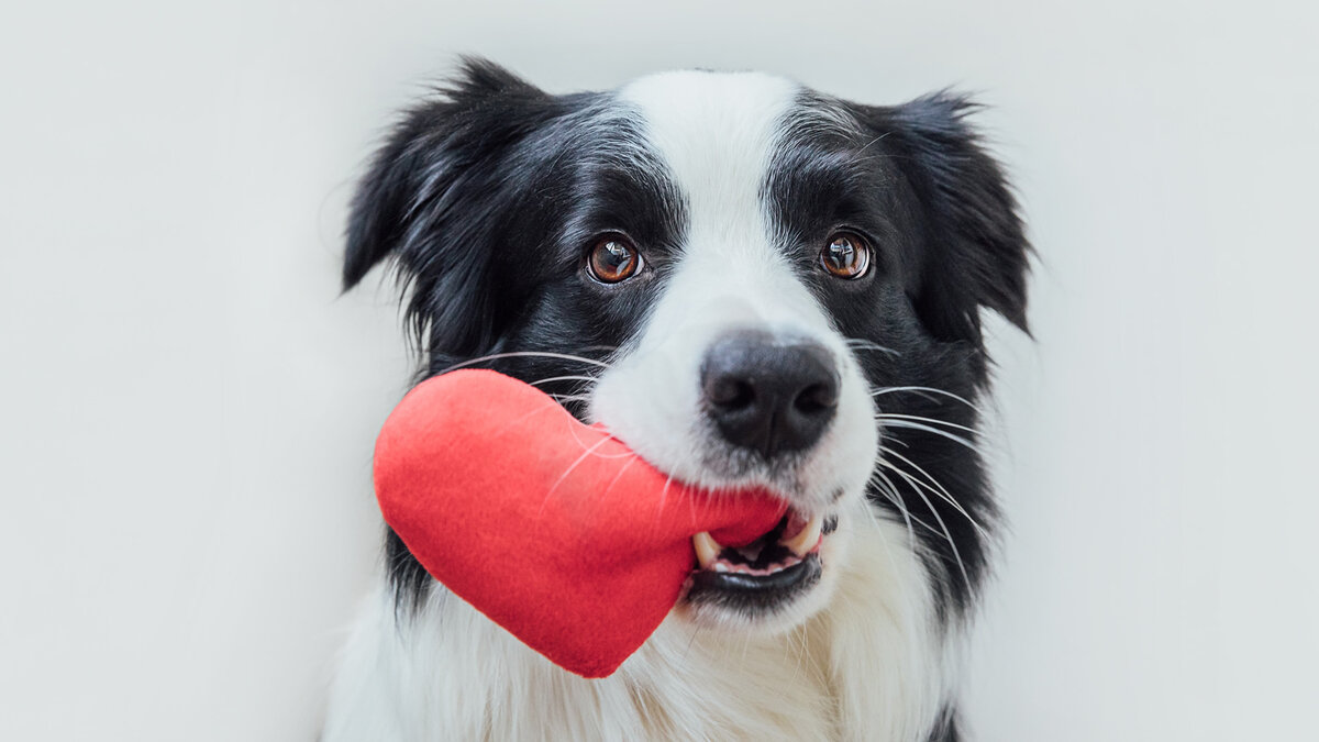Ошибочно думать, будто очеловечивание домашних животных  это какой-то модный тренд последних десятилетий. Все гораздо сложнее. Фото Iuliia Zavalishina/Istock