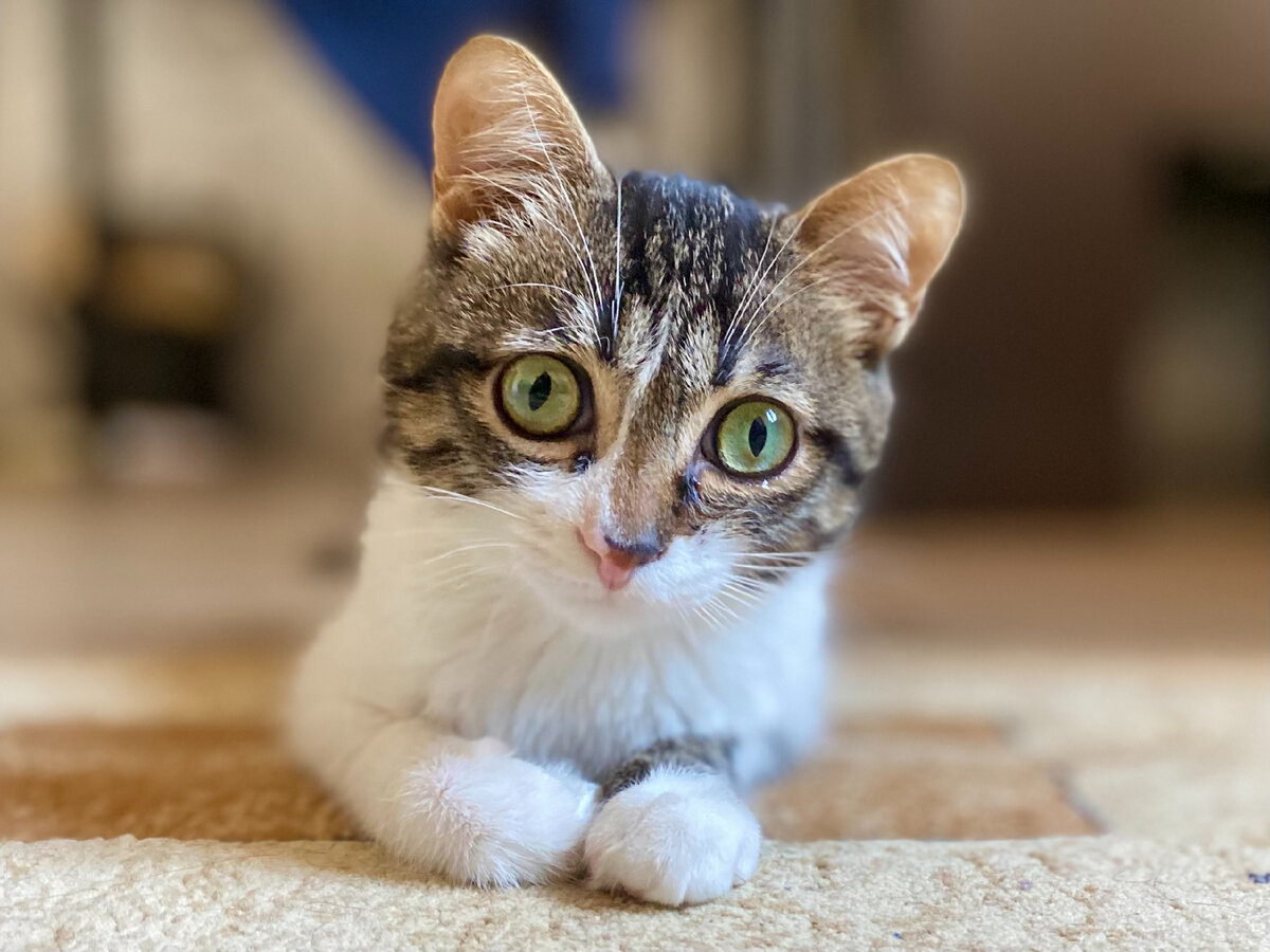 Это одна из моих любимейших фотографий Симбы