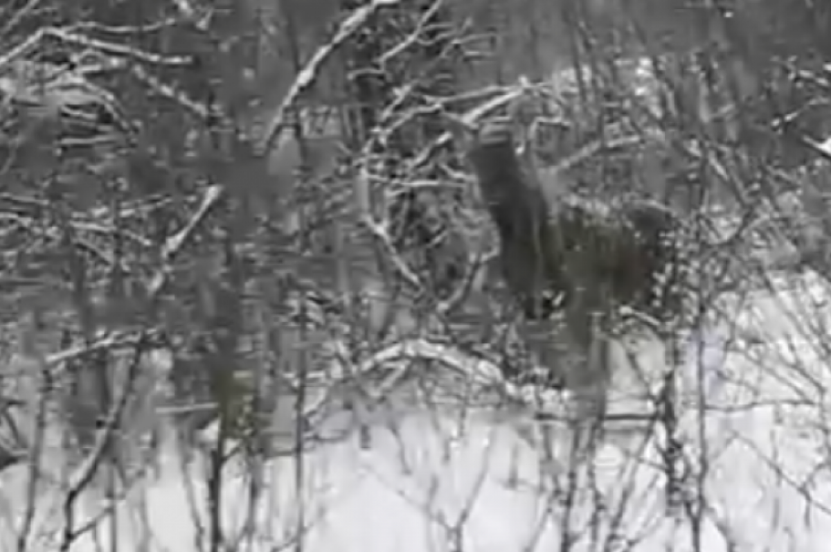    Жителей Тверской области предупреждают о живущей у дороги лосихе