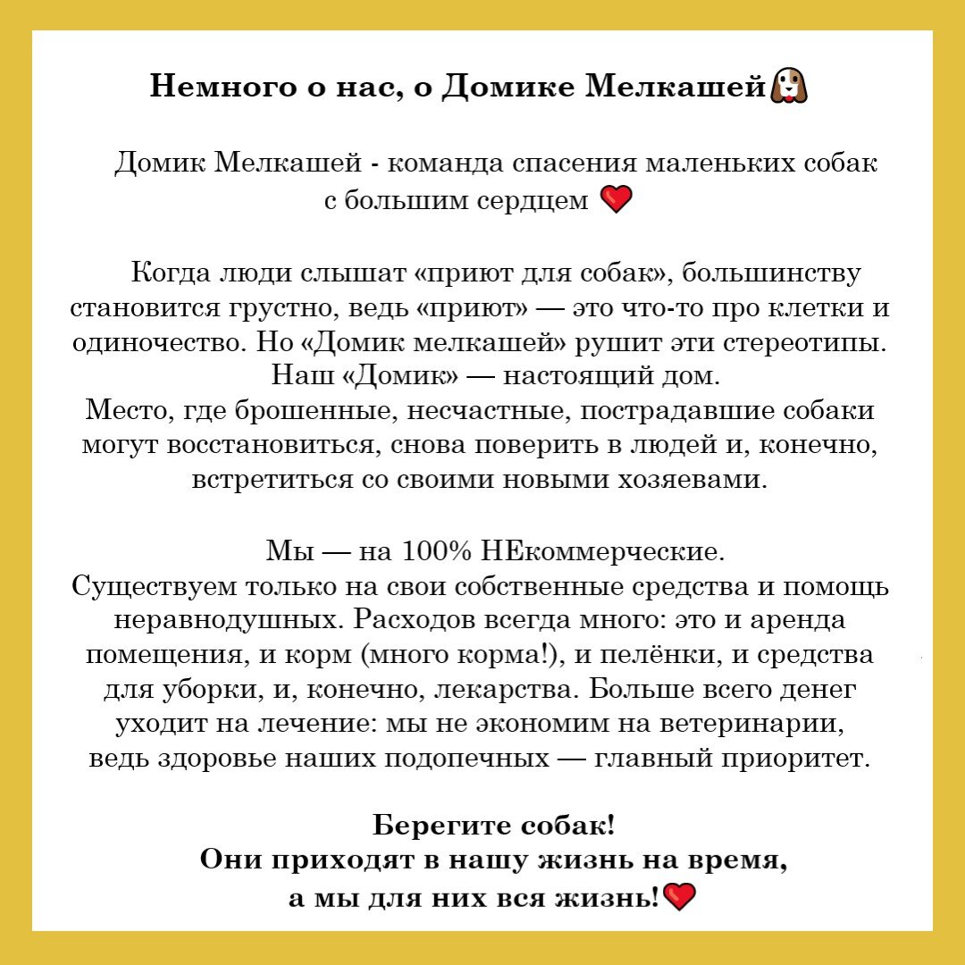 Пекинес по кличке Панакота срочно ищет новый дом! | Домик Мелкашей - приют  маленьких собак | Дзен