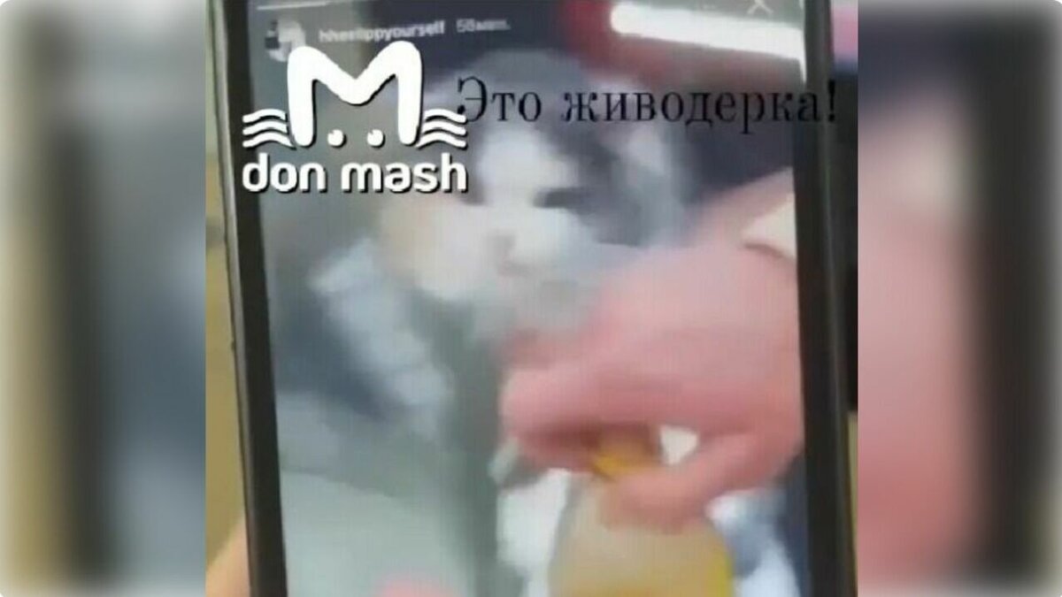     Жительница Ростовской области опубликовала видео с издевательством над котом, после чего ее начали травить в соцсетях, пишет Telegram-канал Don_Mash.