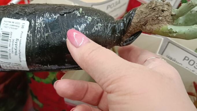 Корни упакованы в торф