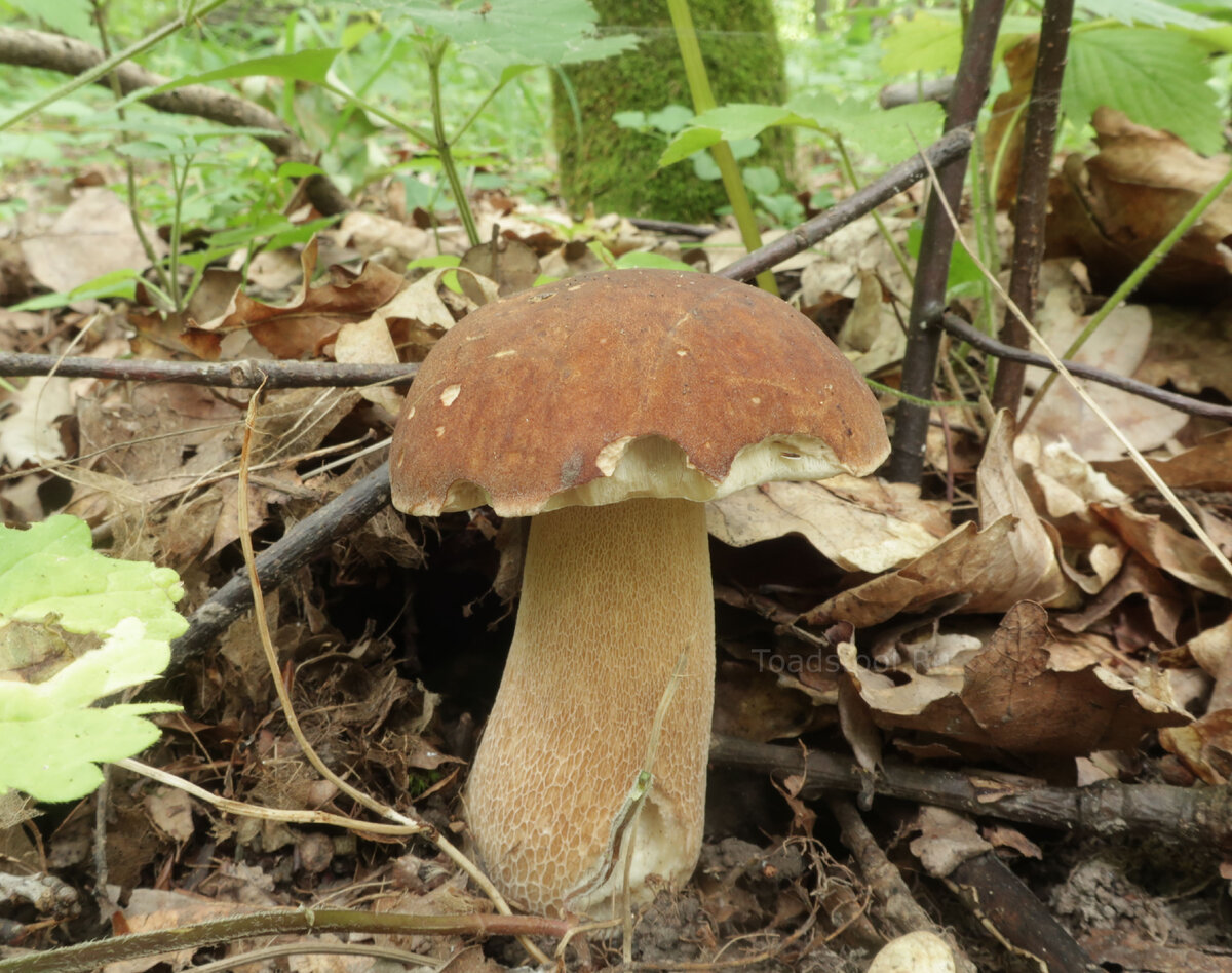 А сколько стало сетчатых белых... Но это как раз объяснимо: теплолюбивые они (фото И.Лебединского)