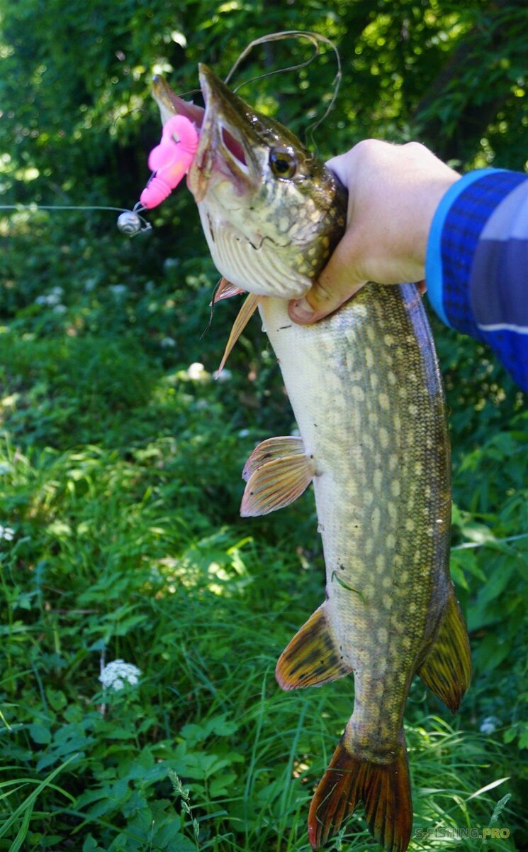 Поймал щуку(летняя фотография)