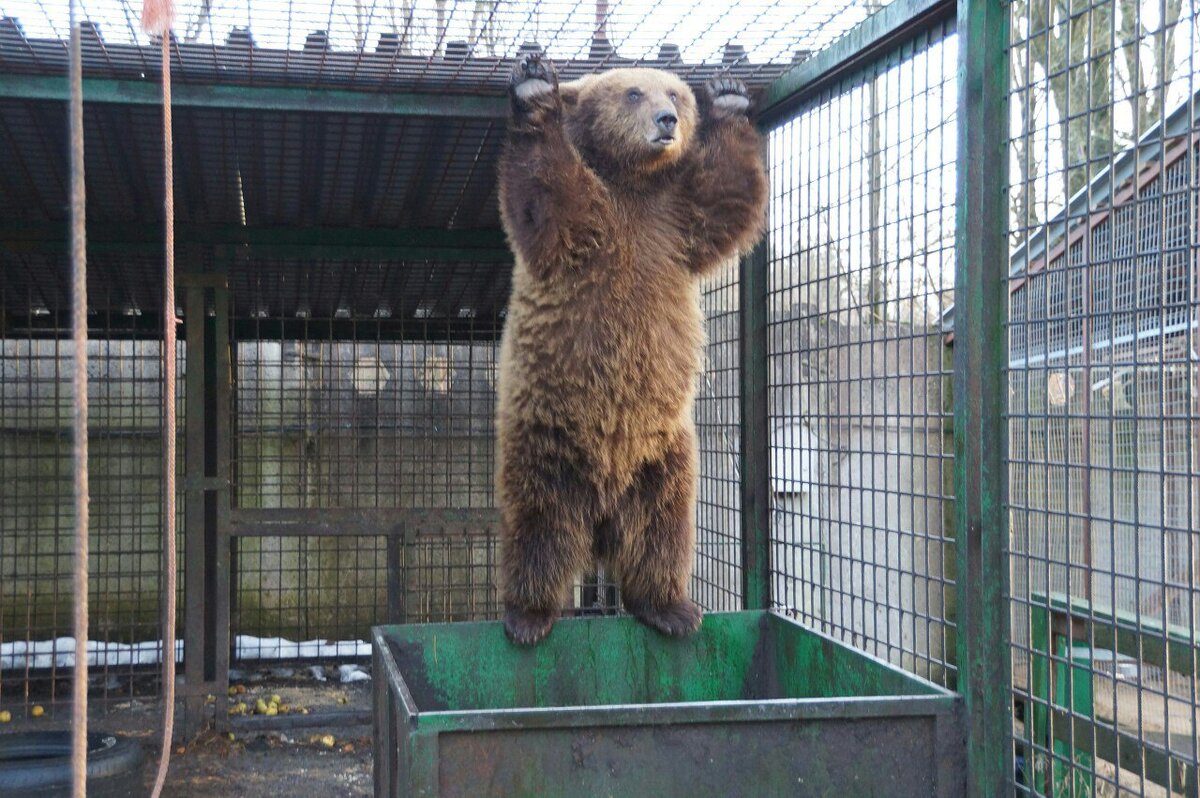 Сова открывай медведь пришел.