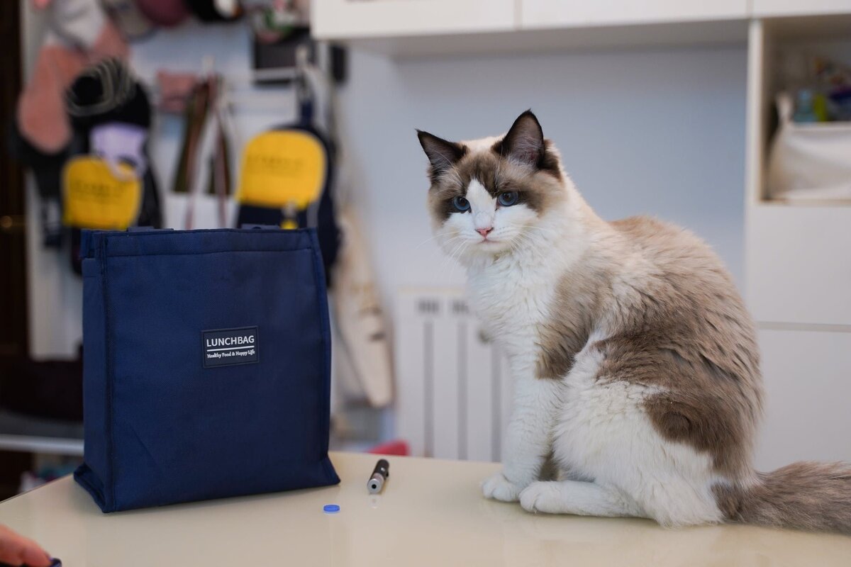 Что делать, если кот метит хозяйственные сумки или пакеты | Мур - Мяу | Дзен