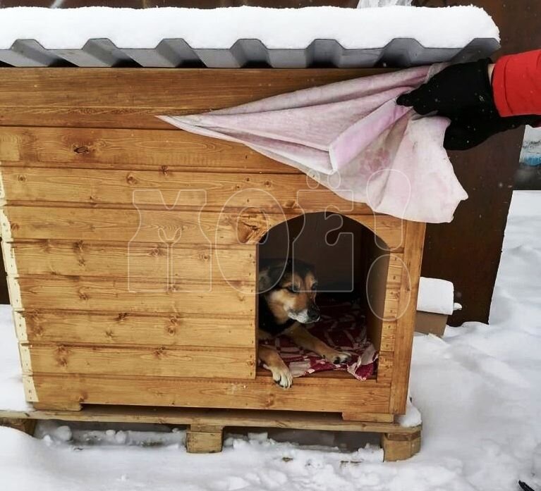 Убрали собак уберите и будку