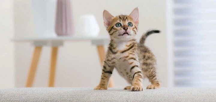 КАК ПРАВИЛЬНО ВОСПИТЫВАТЬ КОТЕНКА? 
Появление кошки в доме — ответственный шаг для ее хозяина. Особенно, если вы берете в дом маленького котенка. Характер, привычки и повадки животного формируются в раннем возрасте, поэтому так важно правильное воспитание. Вырастет ли котенок в воспитанную, доброжелательную кошку, полностью зависит от хозяина.