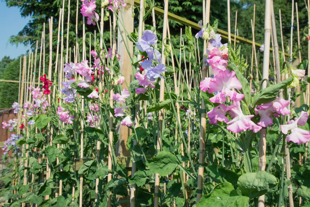 Душистый горошек (Источник: https://www.ugaoo.com/blogs/ornamental-gardening/how-to-grow-sweet-peas-flower-in-india)
