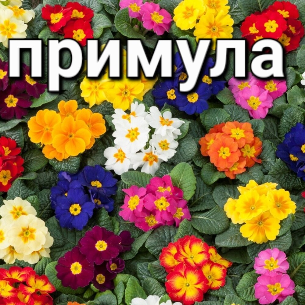 Название происходит от латинского слова prímus («первый») и объясняется тем, что многие виды первоцвета цветут ранней весной, одними из первых, иногда ещё до того, как полностью сойдёт снег. Отсюда же происходит и русское название.Названия на других языках: алб. Aguliçja, англ. Primrose, Auricula, Cowslip, Oxlip, болг. Иглика, в.-луж. Kropačk, арм. Գնարբուկ-gnarbuk, венг. Kankalin, вьетн. Chi Anh thảo, дат. Kodriver, исп. Prímula, итал. Primula, лит. Raktažolė, нем. Primeln, нидерл. Sleutelbloem, польск. Pierwiosnek, порт. Prímula, тур. Çuha çiçeği, фин. Esikot, фр. Primevère, швед. Vivesläktet, эспер. Primolo, яп. サクラソウ属.