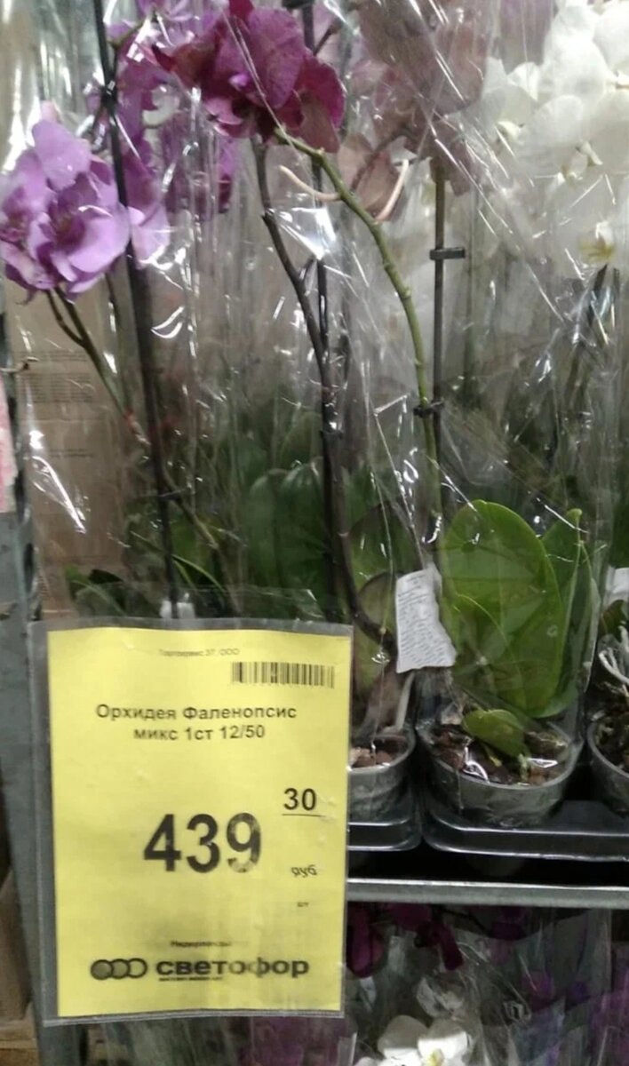 Эта орхидея — одна из самых популярных. И самых неприхотливых — уход за ней под силу даже начинающим цветоводам. ☝️