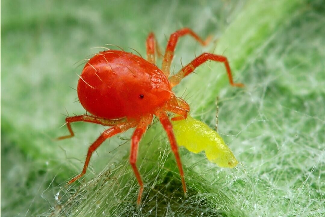 Красный паутинный клещ.