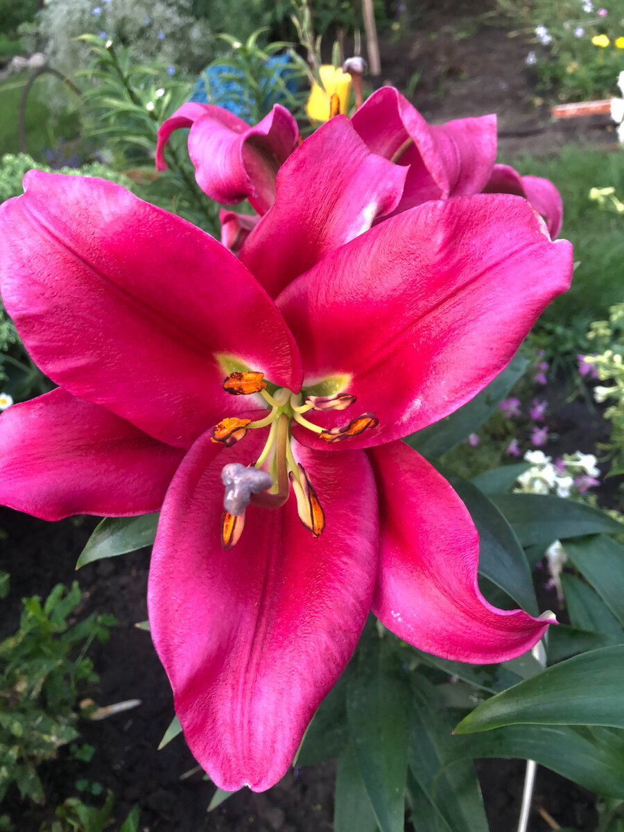 ОТ- гибрид -Мейвуд