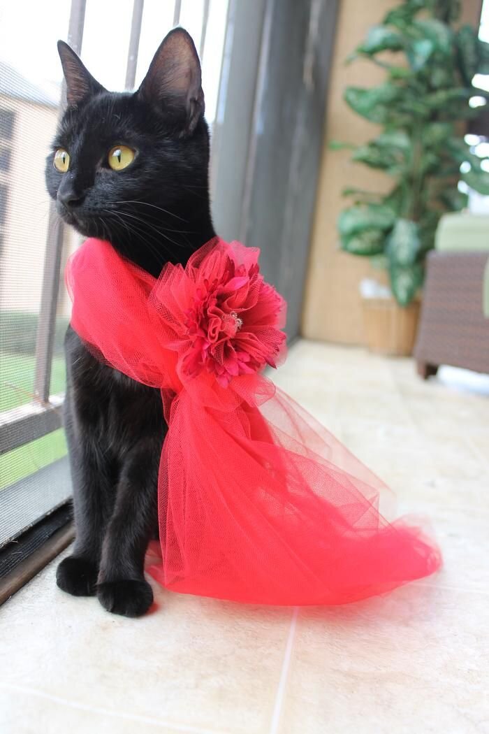 красивая одежда для кошек. коты в платьях. кошка в свадебном платье. кошка в платье. черная кошка в платье.