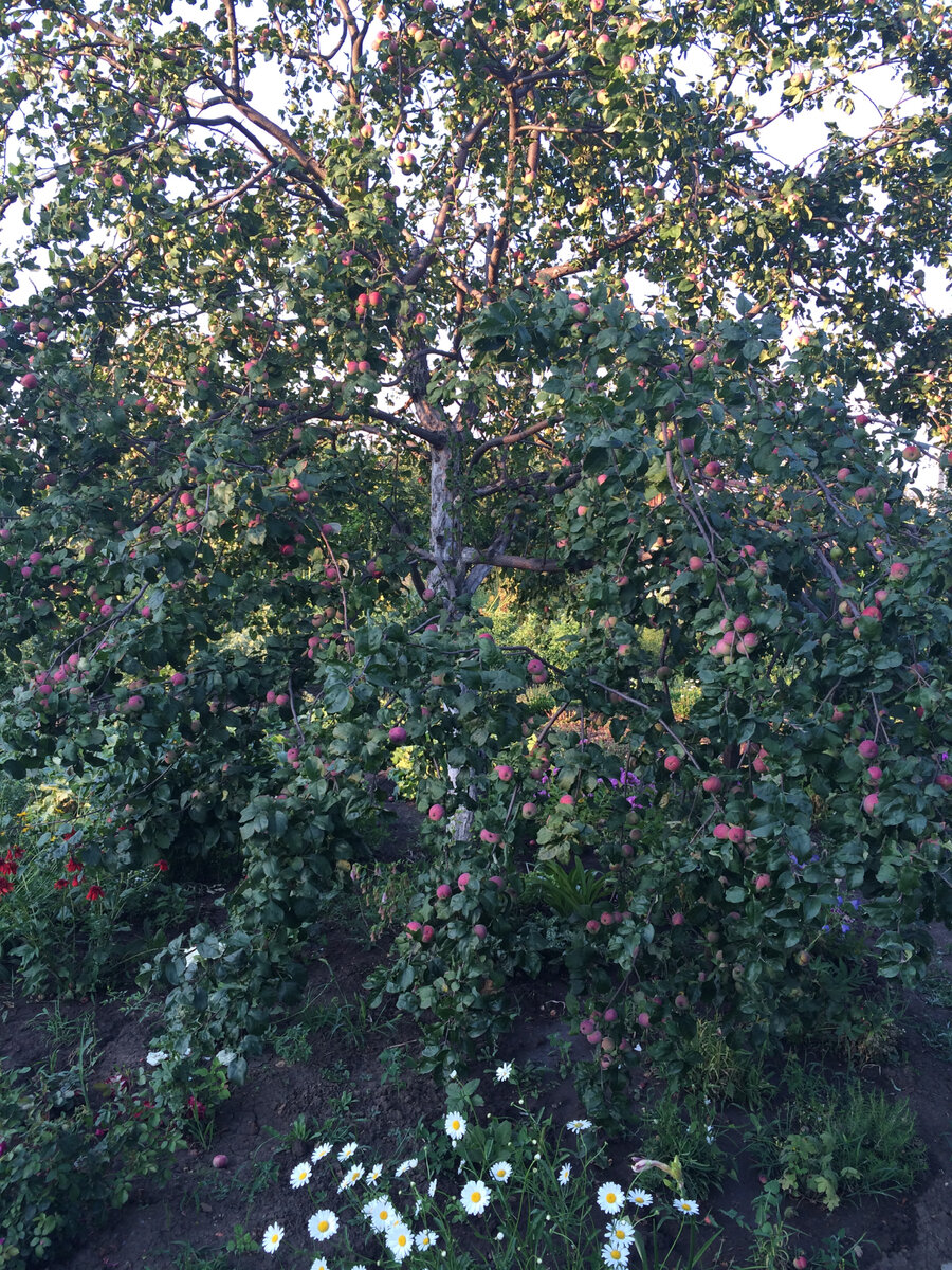 Анис клонит ветки доземли