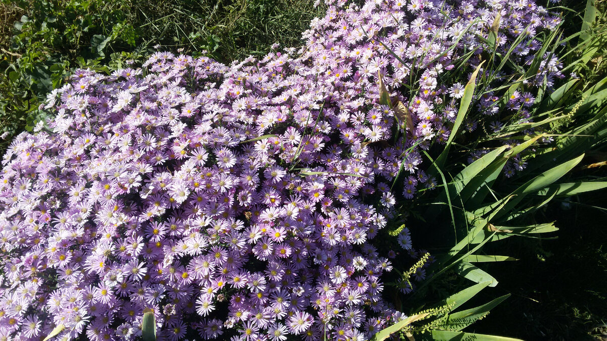 Сентябринка в период массового цветения
