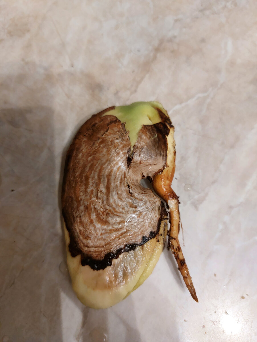 Вот ядро уже без оболочки, даже корень уже пустило.