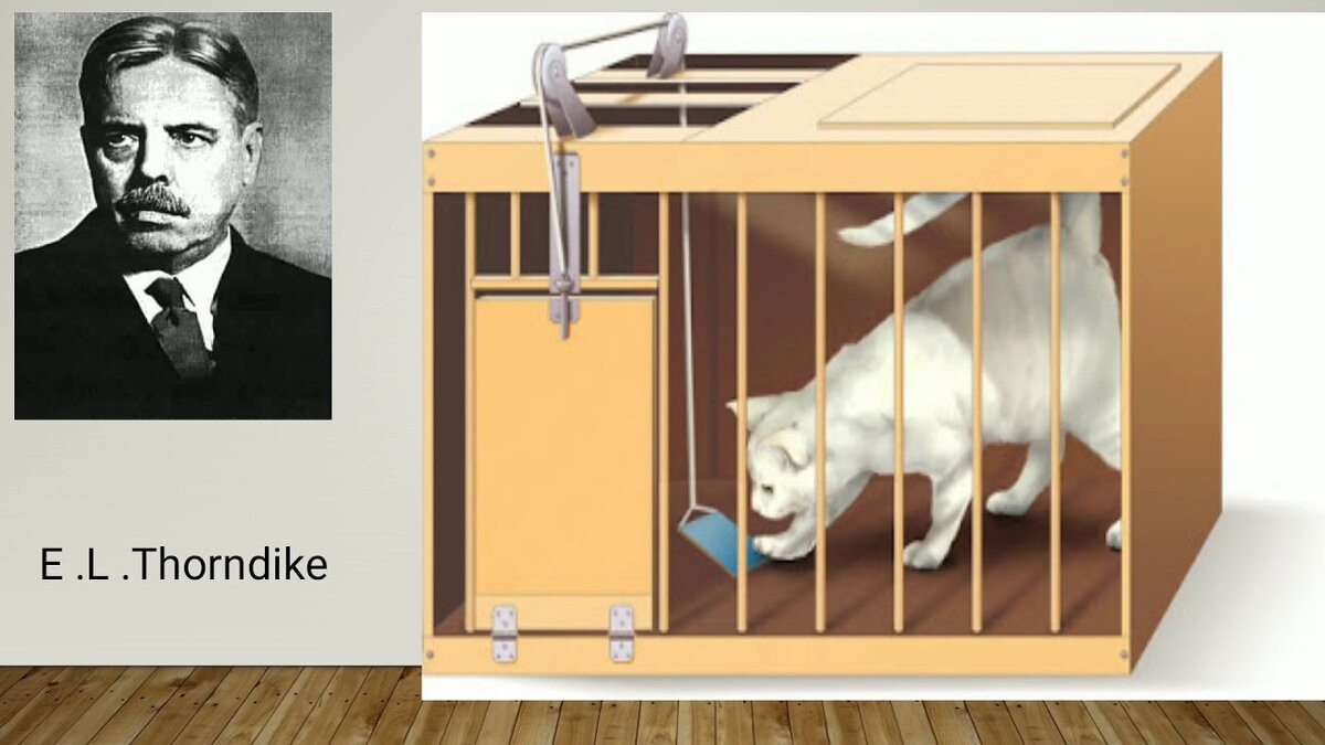 Е.Л. Торндайк и его проблемный ящик с кошкой.