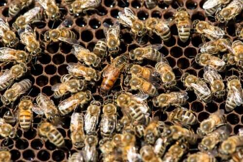 Матка среди пчел