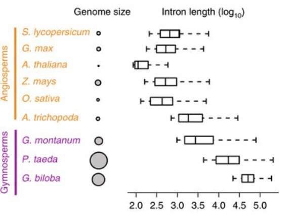 Посмотрим на картинку. Оранжевым цветом на ней показаны цветковые (рис, кукуруза и др.), фиолетовым – голосеменные: гинкго (G. biloba), сосна (P. taeda) и гнетум (G. montanum). Серыми кружками показан размер генома, линейными диаграммами – длина интронов. 