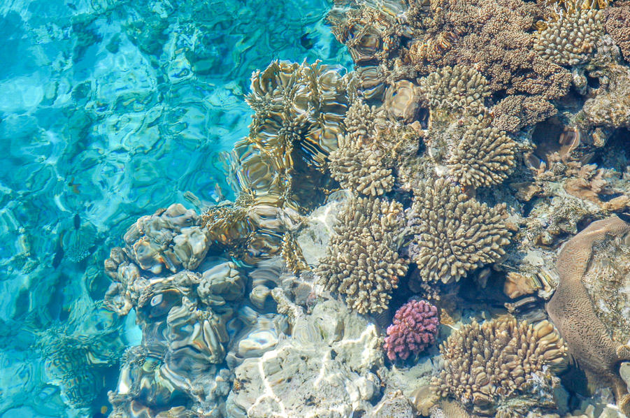 кораллы на берегу. эйлат снорклинг. кораллы на берегу. риф шарм-эль-шейх. фиджи большой астролябский риф.