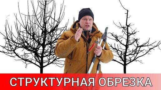 структурная весенняя обрезка яблони брянское золотистое сезон 23