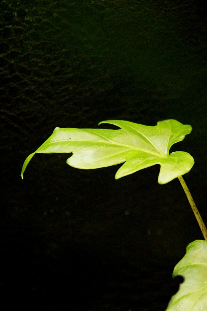 Фото и коллекция автора Vasteritayaplants. Алоказия бранцифолия