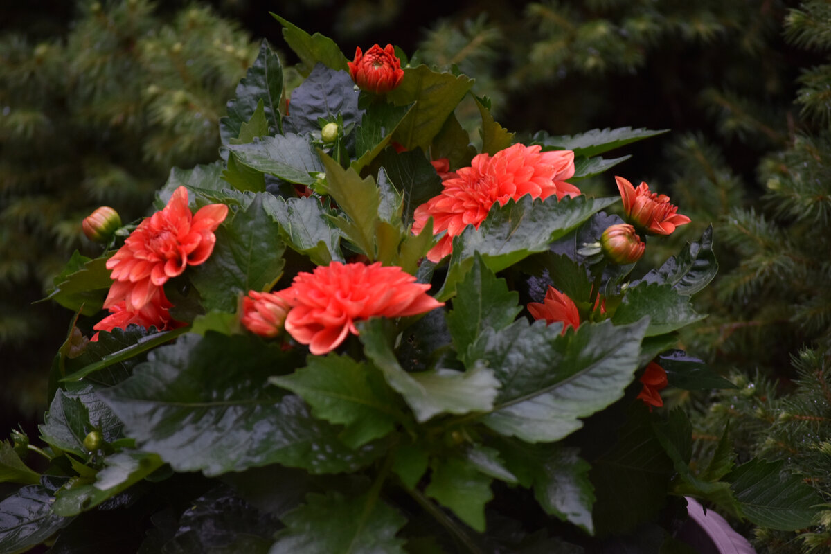 Бегония (Begonia). Фото автора