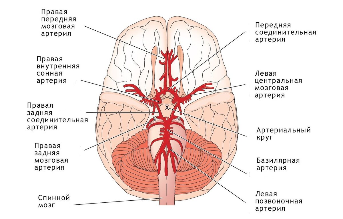 Схема мозгового кровообращения