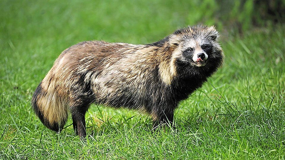 Енотовидная собака