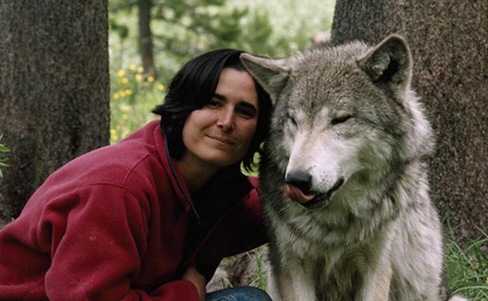 Жизнь серого волка. Волк фото. Серый волк и человек. Волк рядом с человеком.