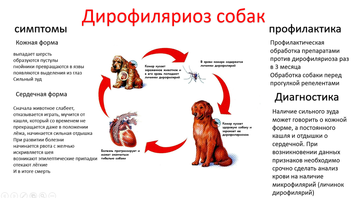 Дирофиляриоз у собак профилактика