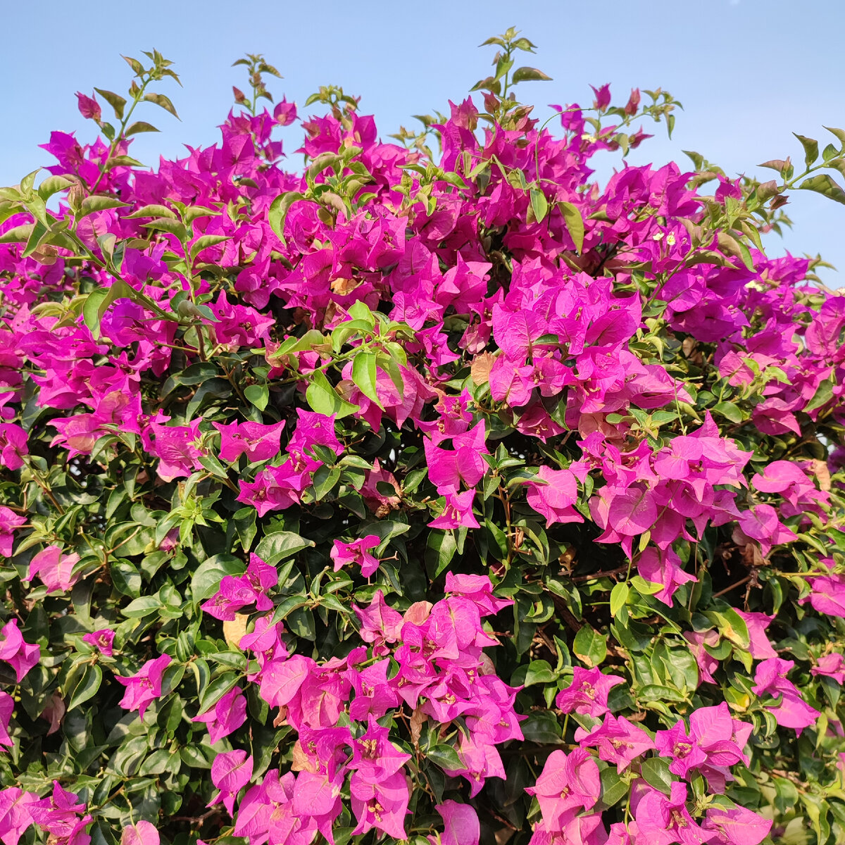 И шикарные кусты бугенвиллеи!