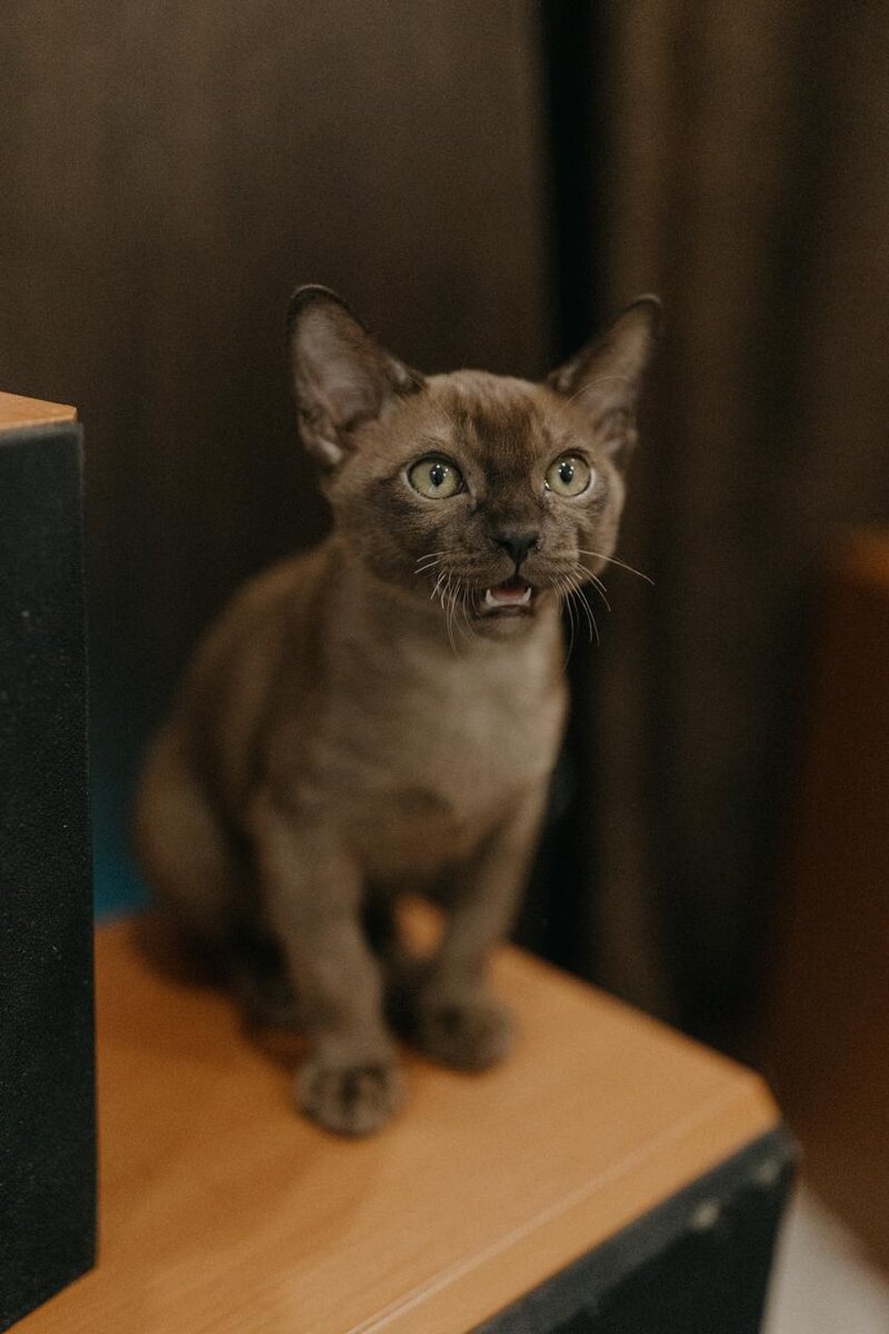 Выпускник питомника Ладожский берег Ladoga Coast, герой нашей статьи - Барри!
﻿