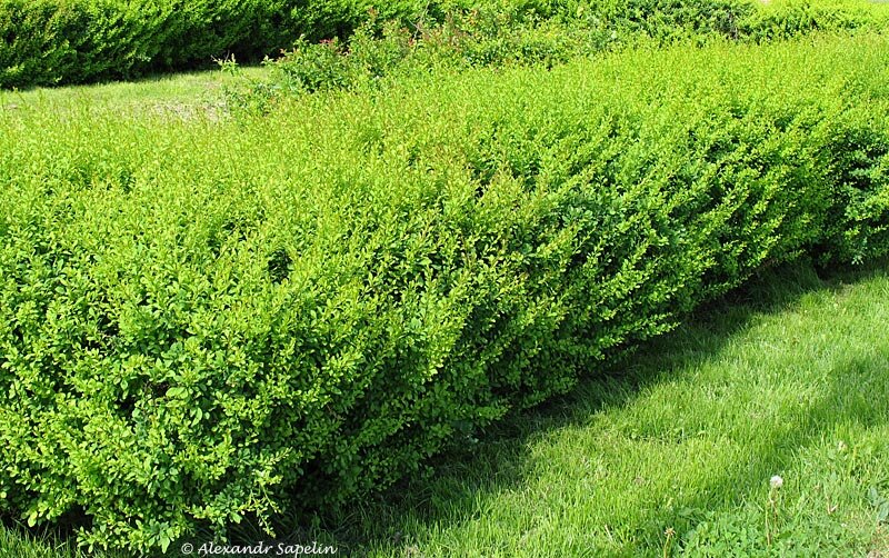 Как красиво использовать барбарис в саду | Сады и цветы | Дзен