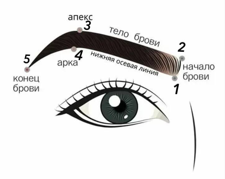 Правильное построение бровей схемы