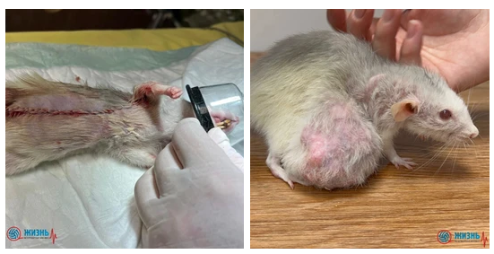 Клинический случай. Крысе удалили новообразование под газовым наркозом. 