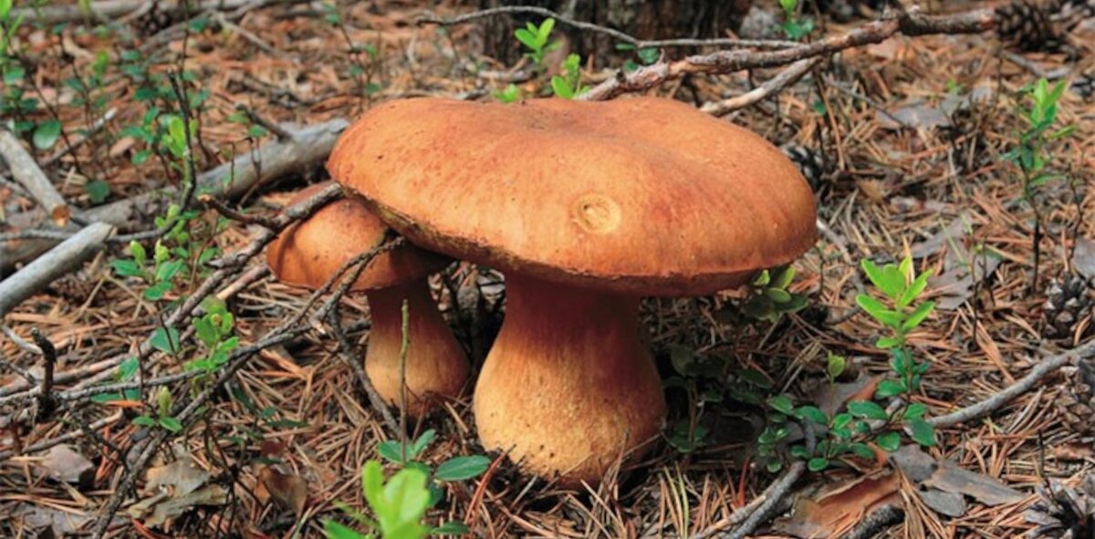 Белый гриб сосновый (Boletus pinophilus) в Лейковском бору спустя 5 лет после пожара, уничтожившего молодой подрост сосны. ХМАО. Фото Т. Бульонковой