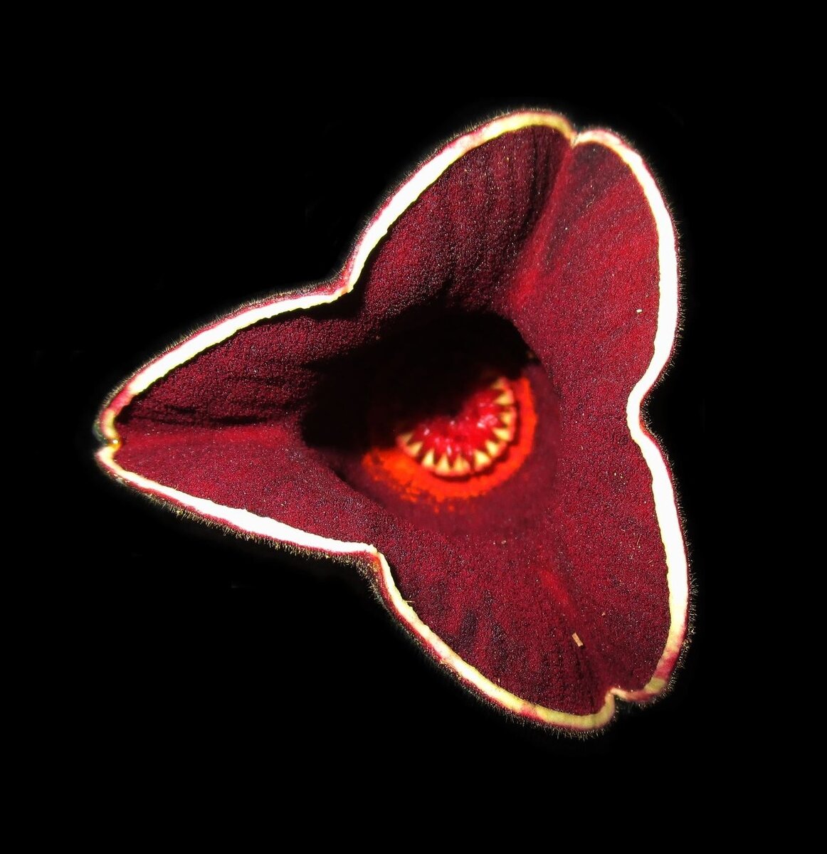 Thottea beungongtanoeh (семейство Кирказоновые, Aristolochiaceae) 