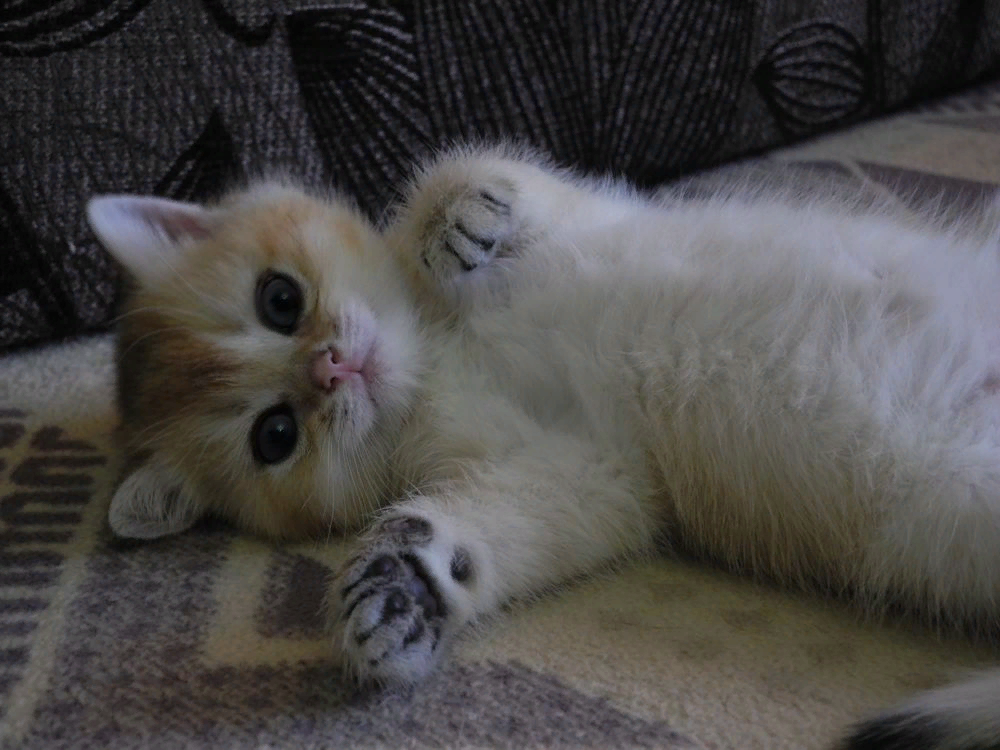 😻Весёлые котики поздравляют с 8 марта и дарят хорошее настроение!